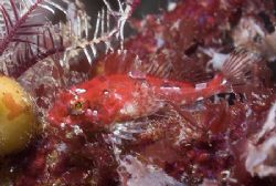Tiny scorpion fish. Isle of Lewis.
Scotland. D200,60mm. by Derek Haslam 